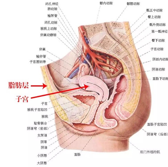 女人肚子子宫分布图图片